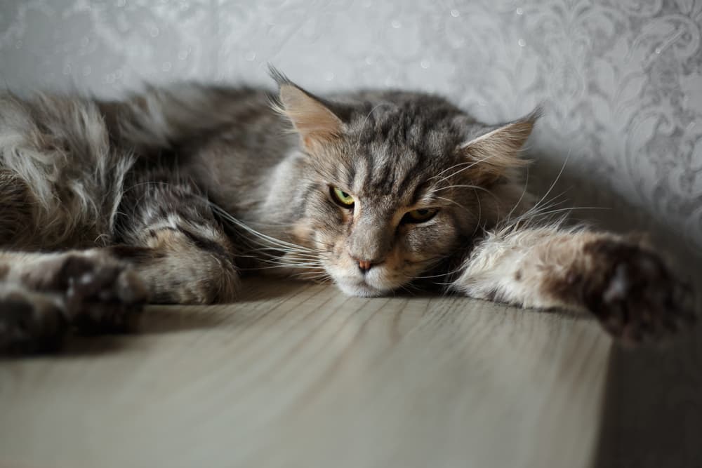 Cat laying on the table