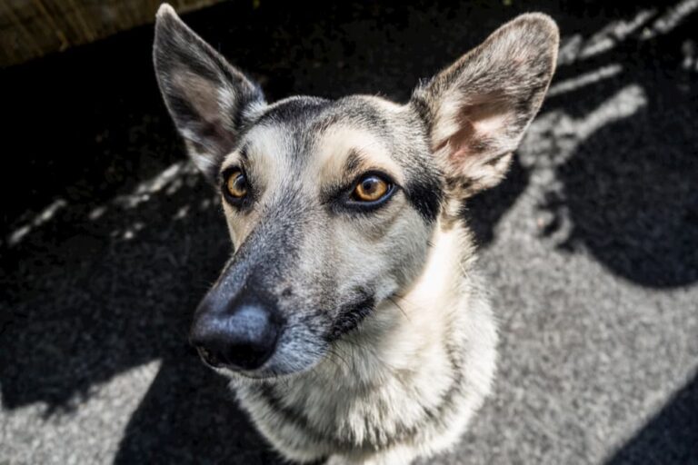 Dog looking up wide eyed