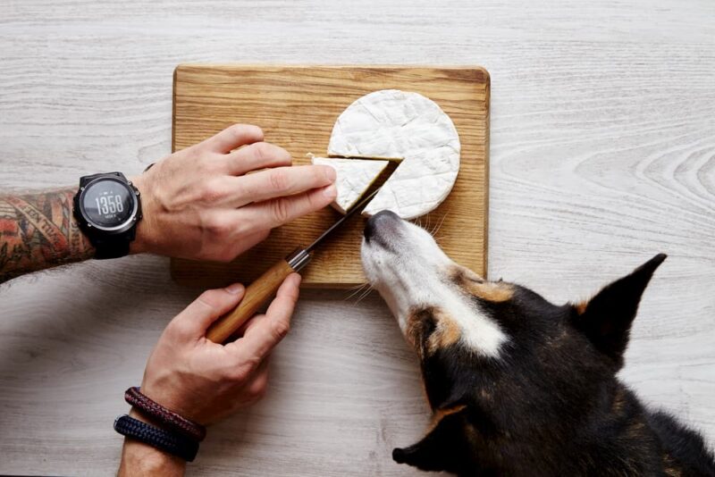 Is Cheese Bad for Dogs? Great Pet Care