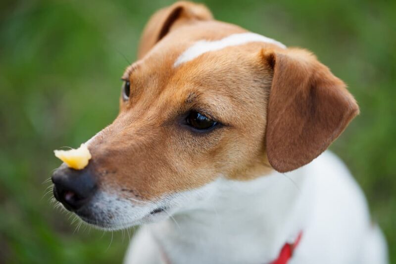 Is Cheese Bad for Dogs? Great Pet Care