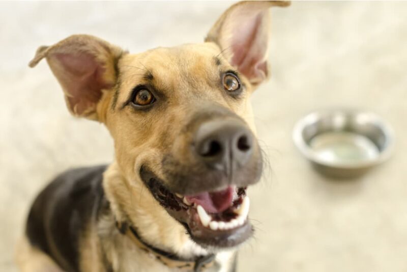 FreezeDried Dog Food The Pros and Cons Great Pet Care