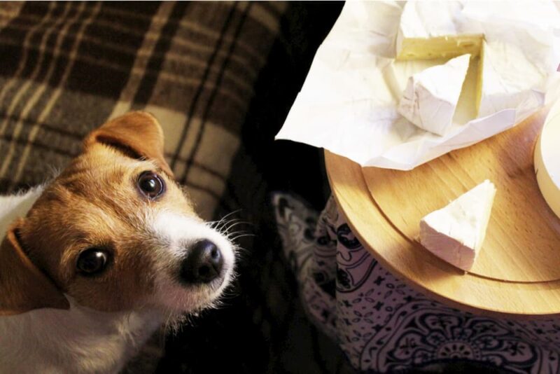 Is Cheese Bad for Dogs? | Great Pet Care - Dangers Of Sugar In Dog Cheese