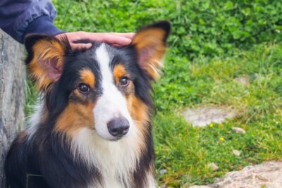 Colloidal Silver for Dogs: Is it Safe? Great Pet Care