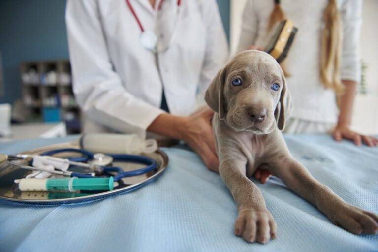 Puppy's First Vet Visit New Pet Parent's Checklist Great Pet Care
