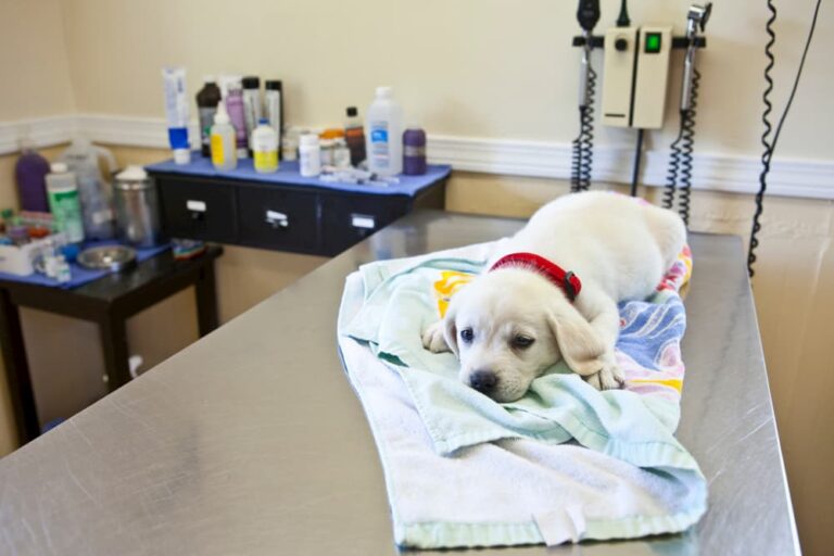 Puppy's First Vet Visit New Pet Parent's Checklist Great Pet Care