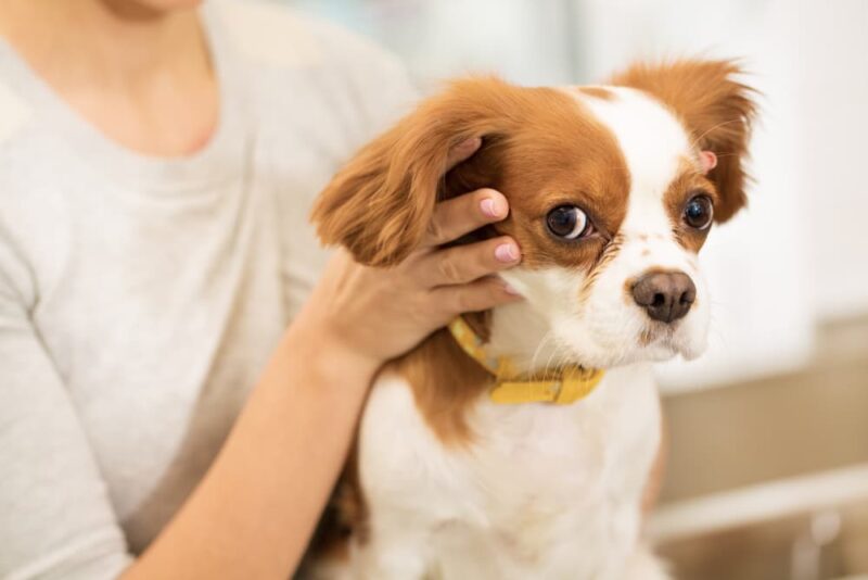 All the Reasons Your Dog’s Ears Smell Great Pet Care