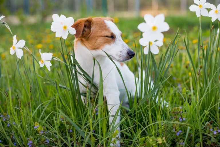 Dog standing in field with flowers