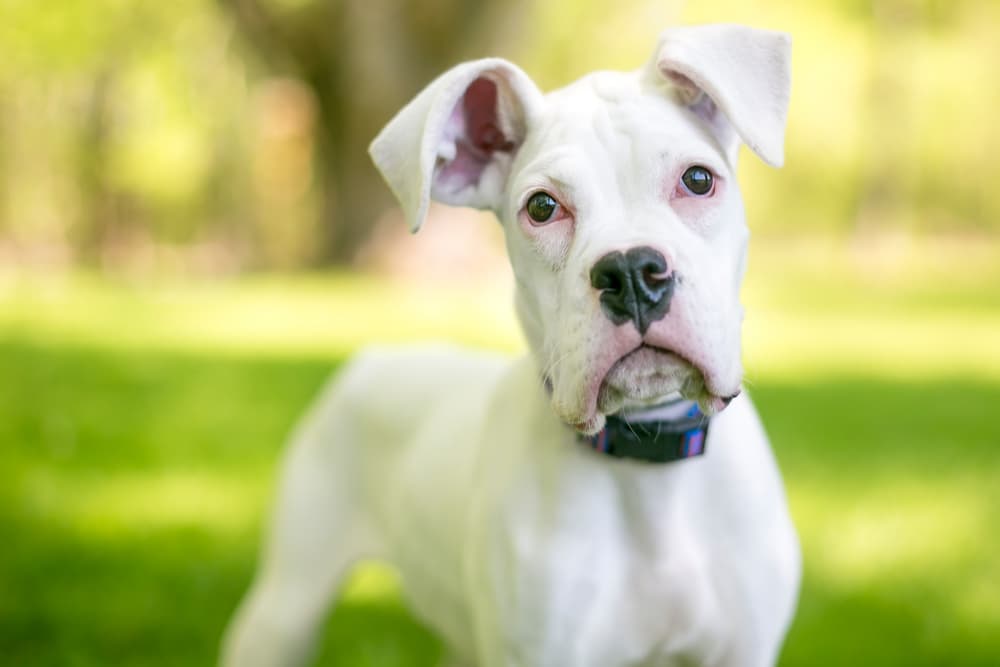 White Great Dane puppy looking confused at camera