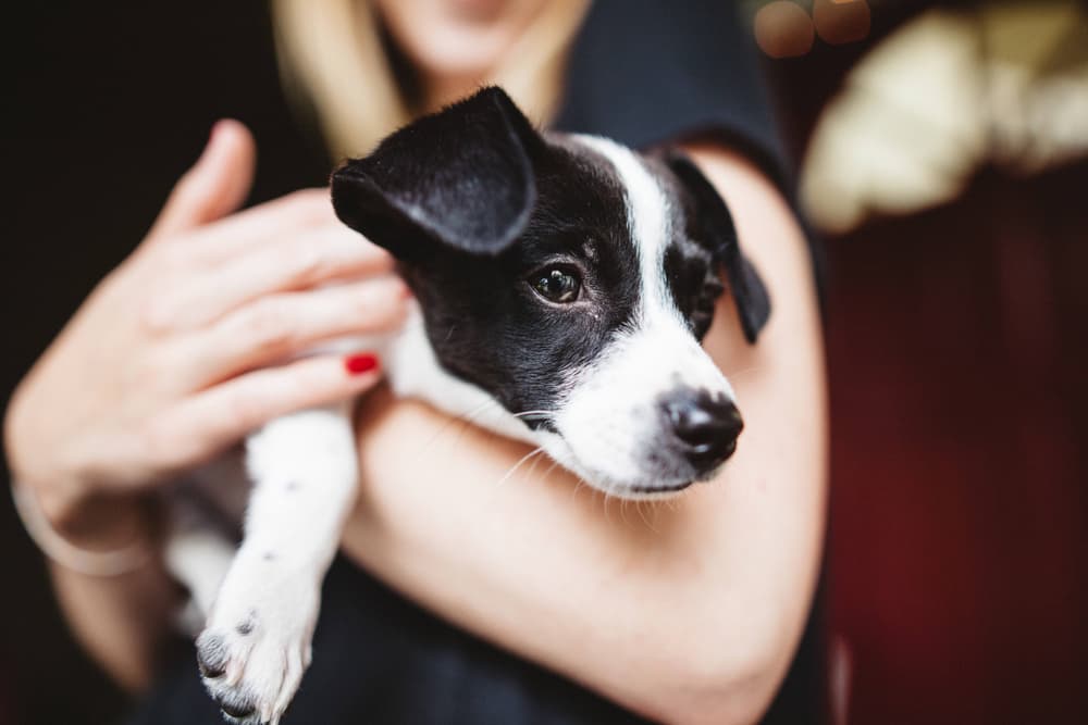 Can Dogs Think In English