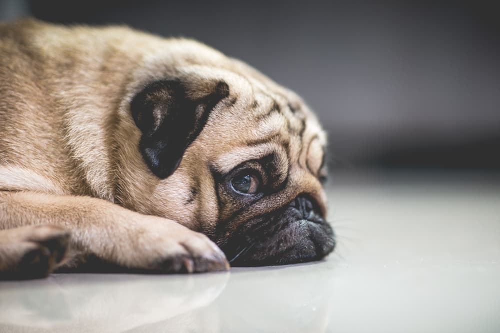 Dog lying on floor feeling unwell