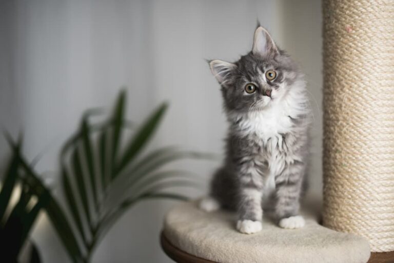 Cat sitting on cat tree and looking confused