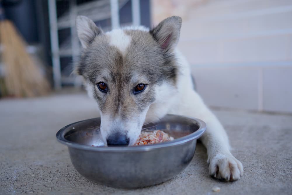 Is nutritional yeast outlet bad for dogs