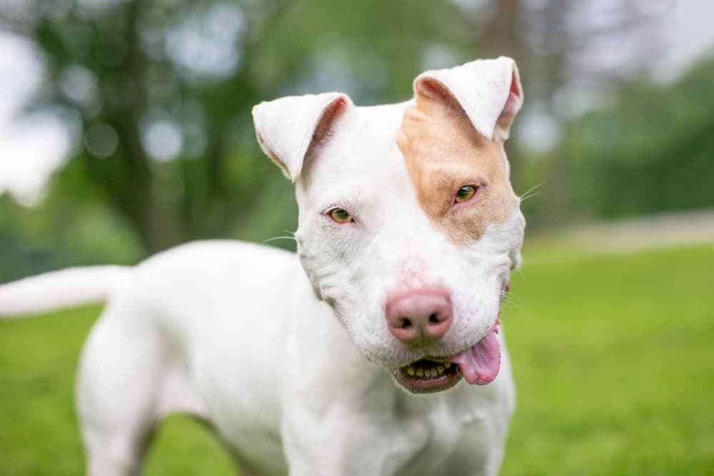 Dog looking at camera with tongue hanging out