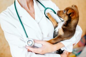Colloidal Silver for Dogs: Is it Safe? | Great Pet Care