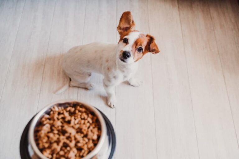 Cute terrirer looking at owner next to food bowl