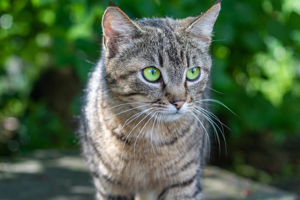 Cat looking up a little scared