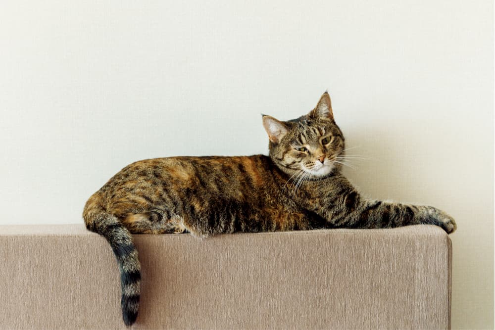 Cat flicking tail on top of sofa