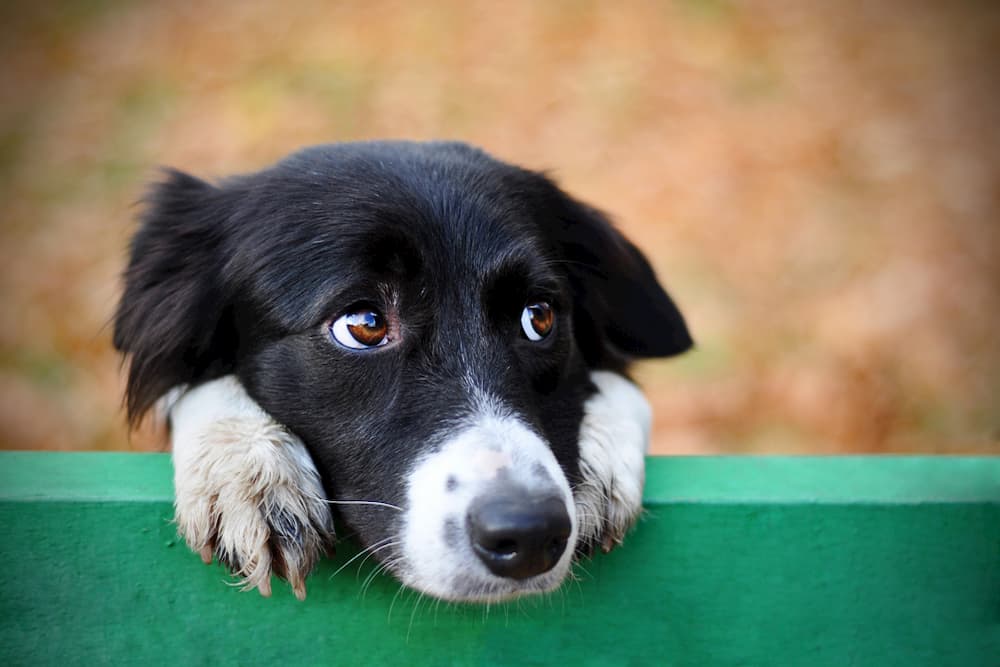 Dog looking up to camera sideways begging