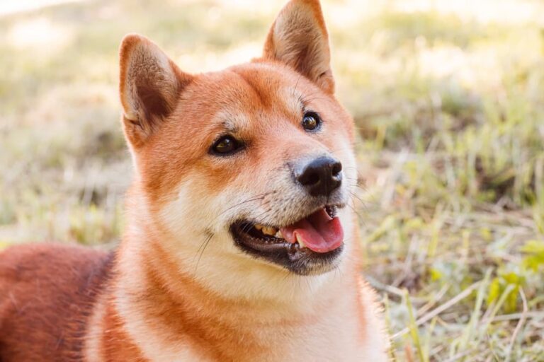 Healthy dog looking at owner