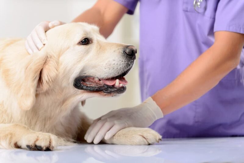 Scorpion Stings on Dogs | Great Pet Care