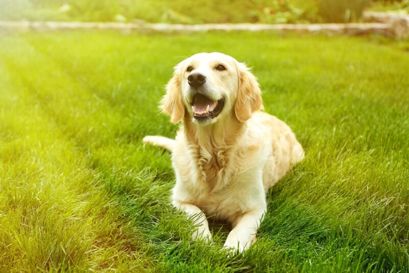 Turmeric for Dogs Benefits and Uses Great Pet Care