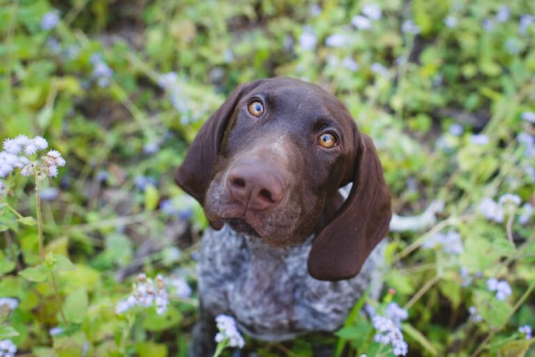 Why Does My Dog Smell Like Fish? Great Pet Care