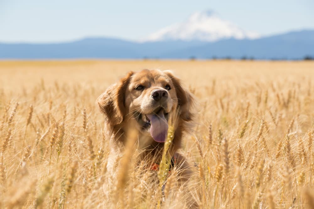 Golden retreiever in a wheat field