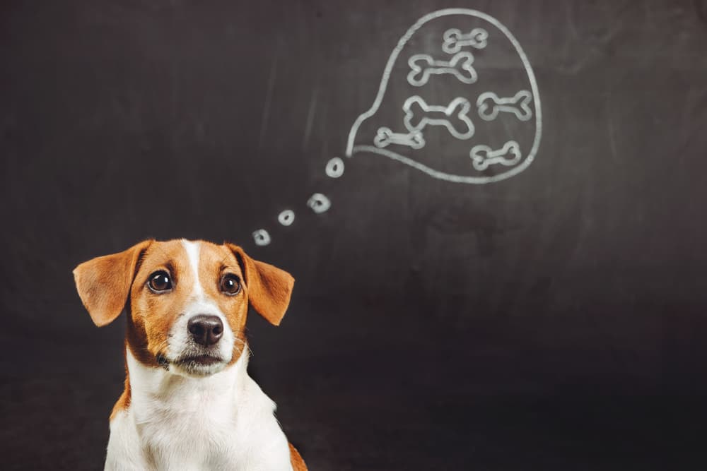 Do Dogs Think In Barks Or Words