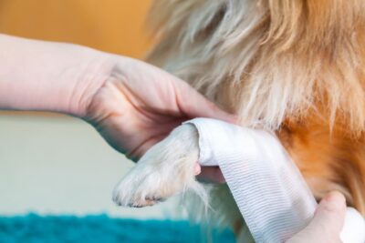 Colloidal Silver for Dogs: Is it Safe? Great Pet Care