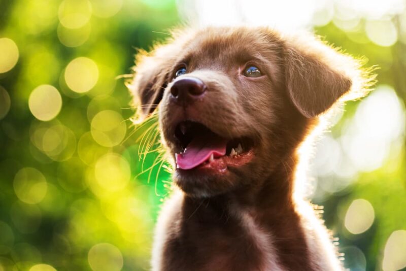 Quercetin for Dogs Uses and Benefits Great Pet Care