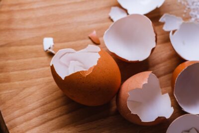 Can Dogs Eat Eggs? Great Pet Care