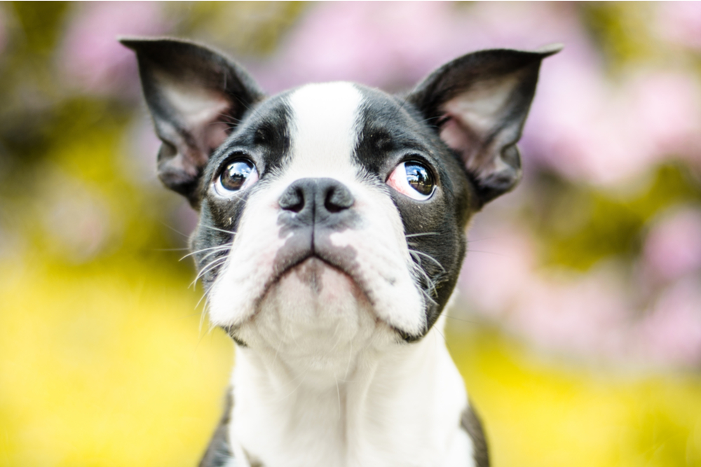 Dog looking up with wide open eyes