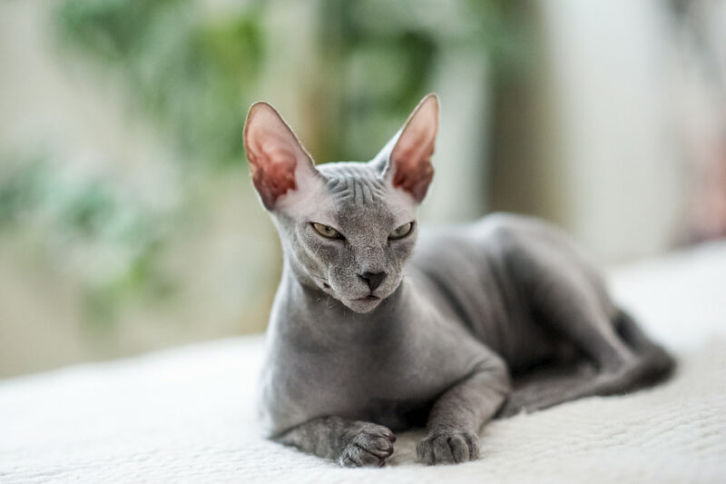 Tips For Adopting Your First Hairless Cat Great Pet Care