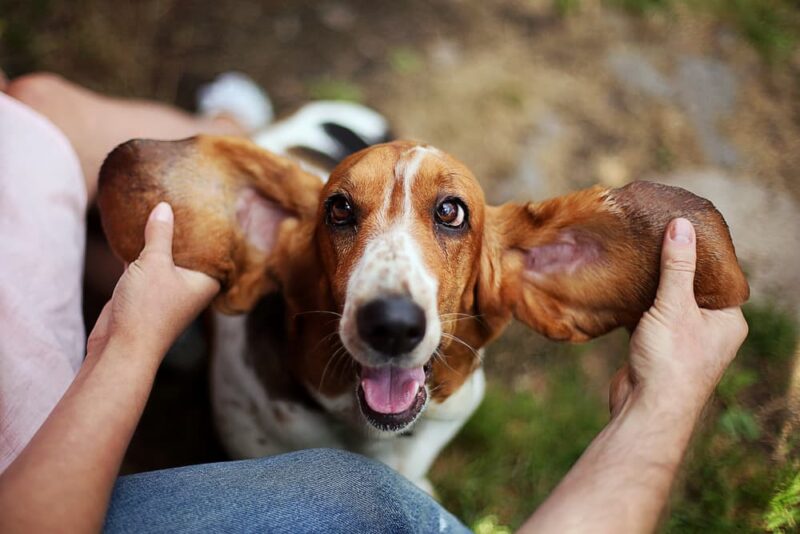 All the Reasons Your Dog’s Ears Smell Great Pet Care