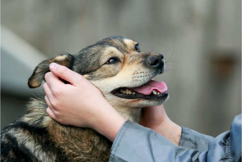 Top 10 why does my dog's butt smell like fish You Need To Know