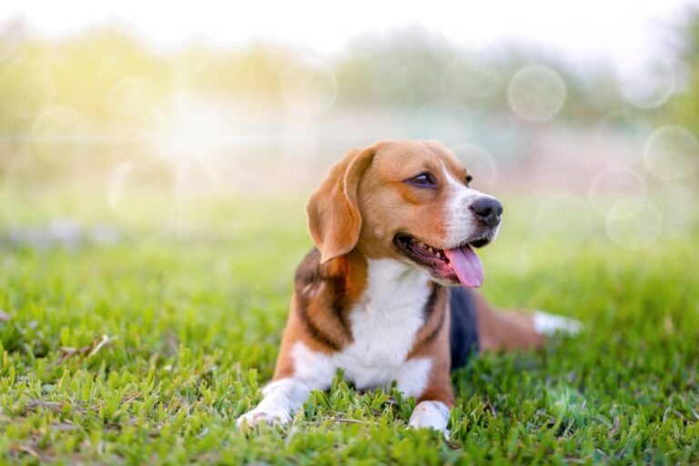 Increase fiber hotsell in dog diet