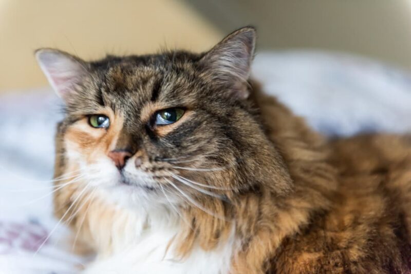 Image showcasing All About Feline Leukemia Virus (FeLV) | Great Pet Care