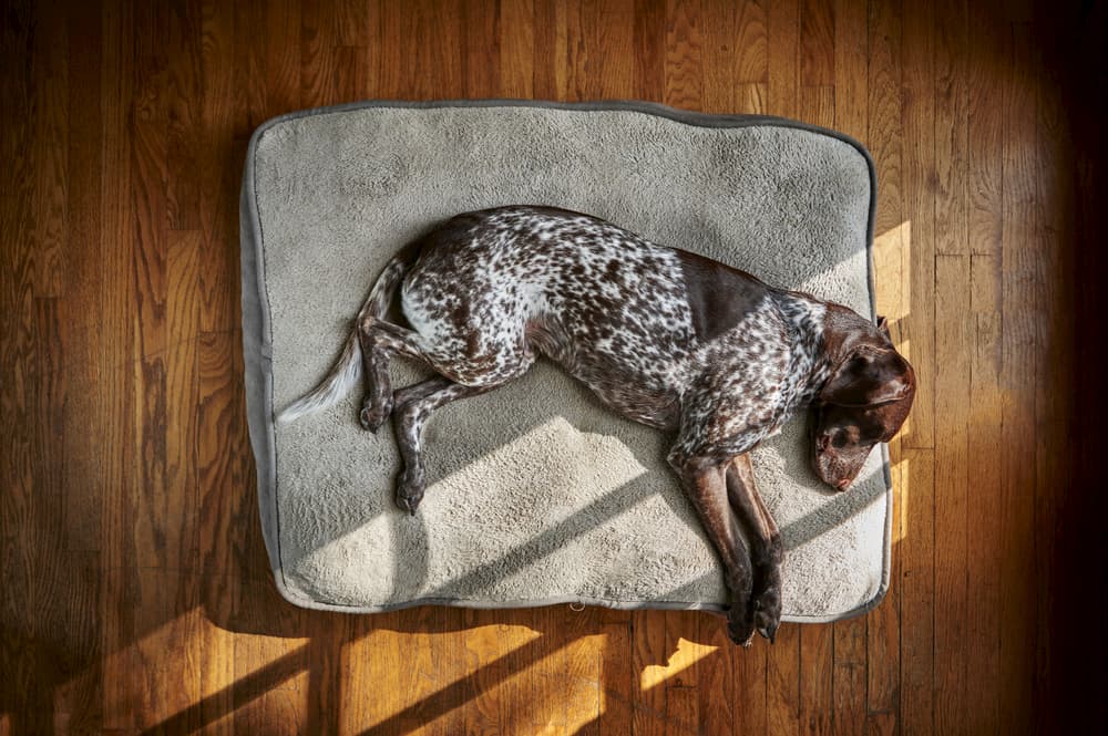 8 Best Orthopedic Dog Beds of 2022 8 Best Orthopedic Dog Beds of 2022