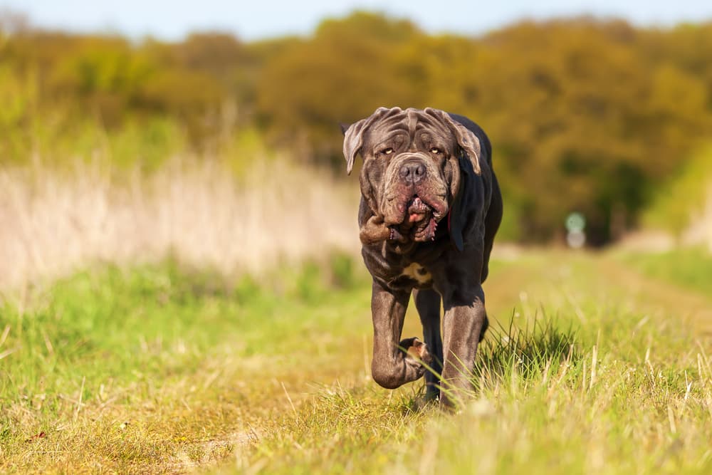 Neopolitan Mastiff 