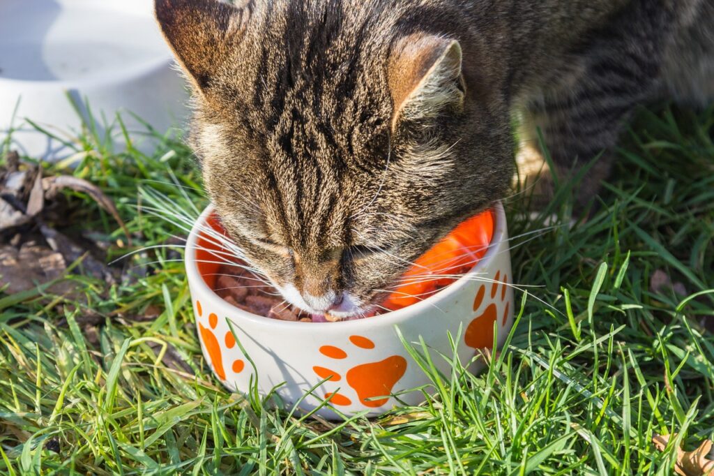 The 13 Best Cat Foods of 2022 Great Pet Care