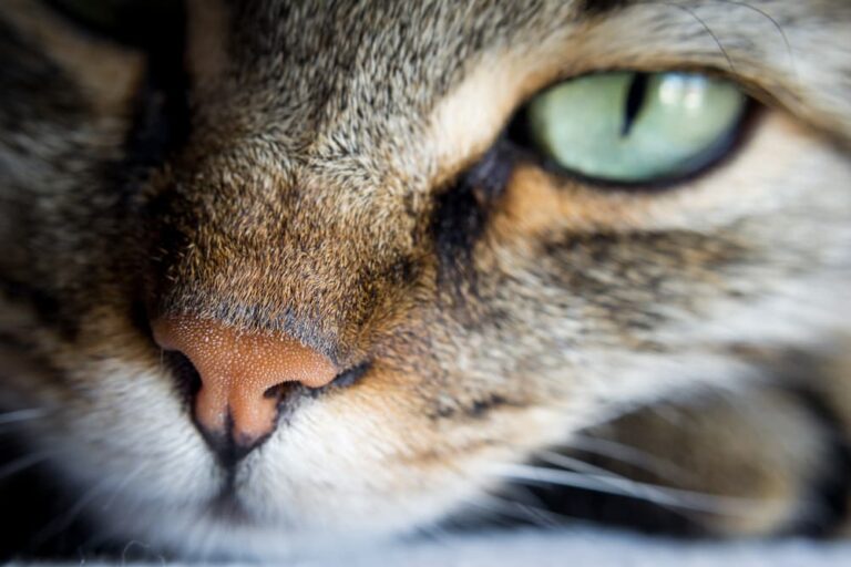 a cats nose compared to dog noses