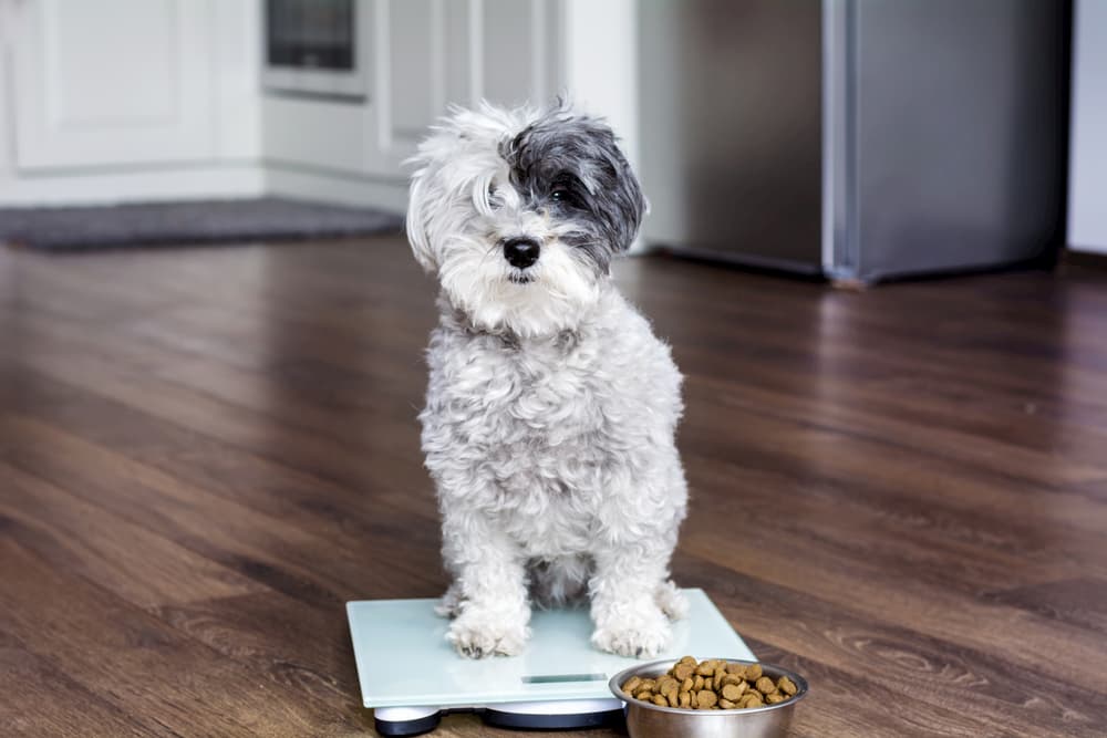 How to Tell a Client That Their Pet Is Overweight How to Tell a Client That Their Pet Is Overweight