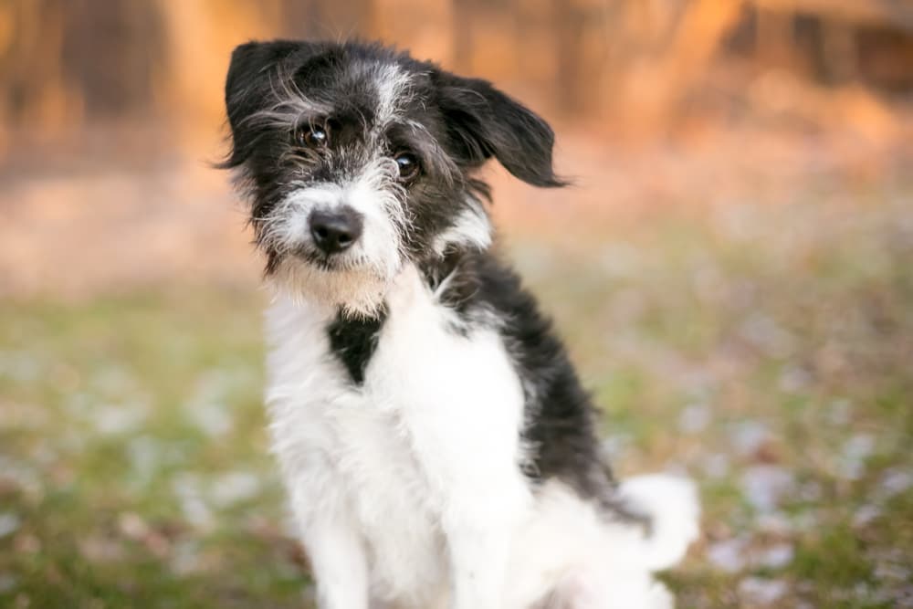 Dog with sceptical face sitting outside