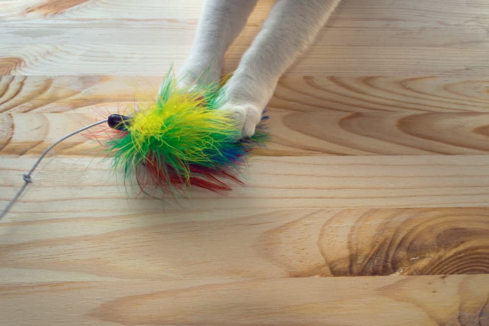 Cat playing with a wand toy and can see his paws