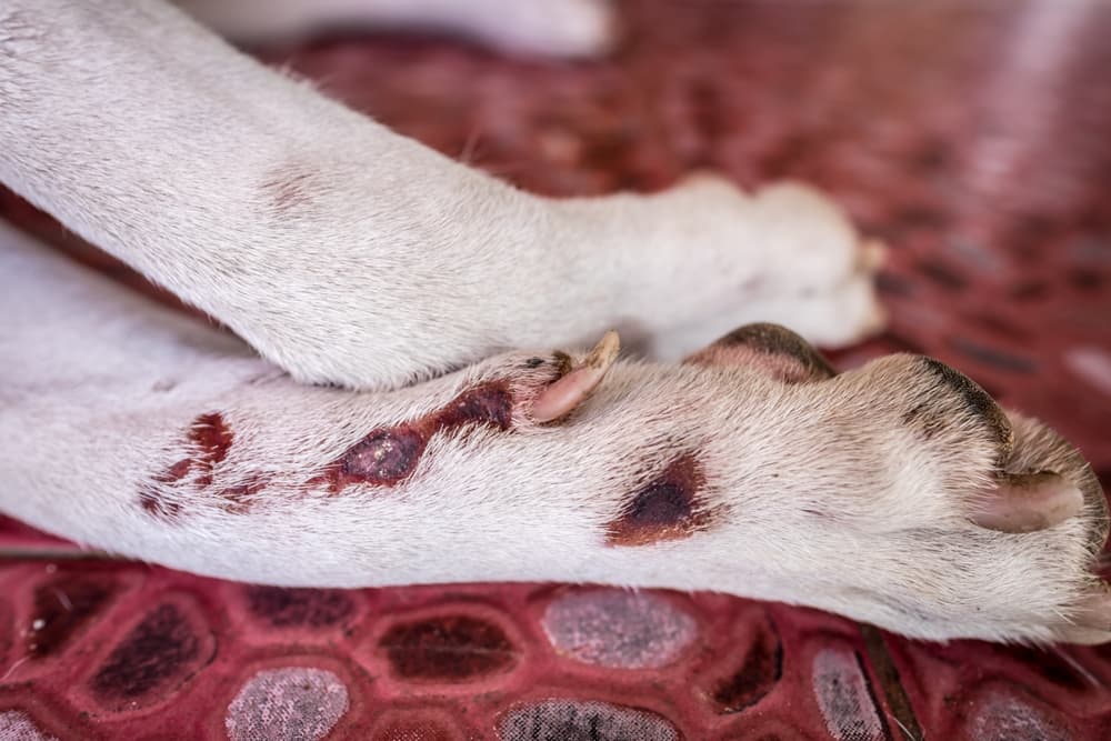 Lick granuloma on dog's paw