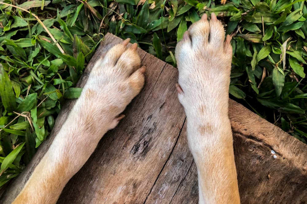 Long dog clearance nails