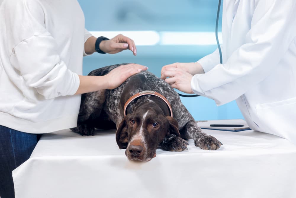 Dog laying down at the vet