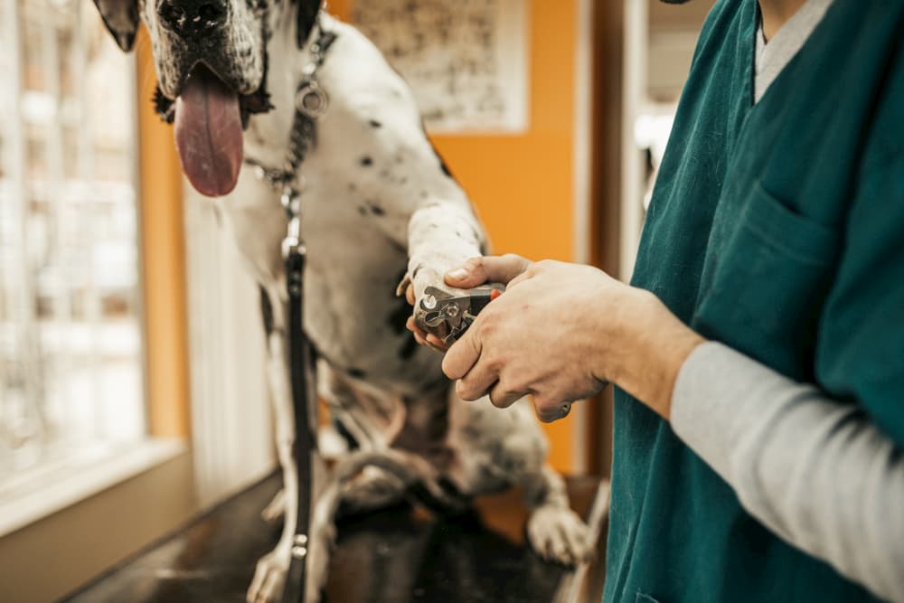 Great Dane at the vet