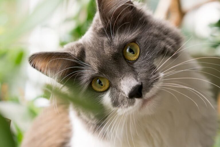 Cat with head tilted looking at camera