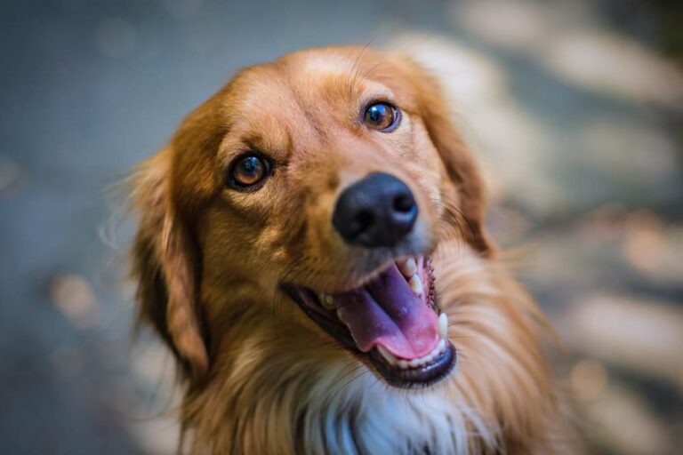 Licorice Root for Dogs Benefits and Uses Great Pet Care